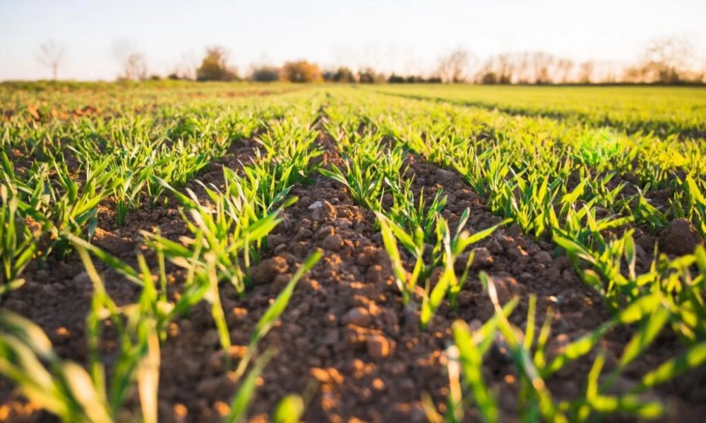 Ο στόχος των Ελλήνων παραγωγών και το σχέδιο Ανάκαμψης